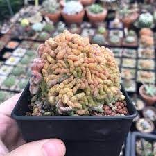 Maybe you would like to learn more about one of these? Mammillaria Compressa Cv Yokan Green Beans Vegetables Beans
