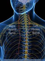 Are the kidneys located inside of the rib … the rib cage consists of 24 ribs, 12 on either side, and it shields the organs of the chest, including at the back, they are attached to the spine. Are The Kidneys Located Inside Of The Rib Cage Kidney Transplant Drugs Com For Example Based On This Information You Can Easily Find Out If You Are Suffering From A