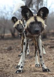 Image result for Urelytrum agropyroides