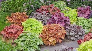 How to Plant and Grow Heuchera with J ...