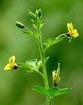 Image result for Cleome schimperi