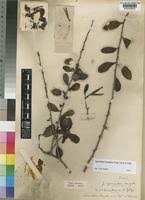 Image result for Agelanthus zizyphifolius