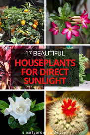 How to care for indoor flowering plants. 28 Perfect Houseplants For Direct Sunlight Smart Garden Guide Indoor Flowering Plants Plants For Planters Flowers Direct