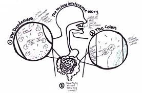 Lactose Intolerance Lactose Intolerant Lactose Food Therapy