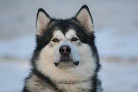 The alaskan malamute club of america, inc. Haitzuloko Jauna De Elurtxa Kur Aka Haitzu Alaskan Malamute Home Facebook
