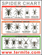 Spider Identification Chart Venomous Or Dangerous