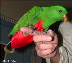 images