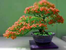 Penjing the chinese art of bonsai best bonsai images 2018. Proses Pembuatan Bonsai Bunga Kertas Atau Bougenville