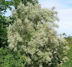 Image result for Rinorea angustifolia
