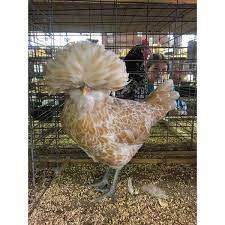 We did not find results for: Cackle Hatchery Buff Laced Polish Chicken Straight Run Male And Female 428 Blain S Farm Fleet