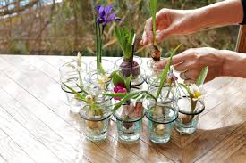 プロが教える球根水耕栽培の方法。初心者にもわかりやすく解説 | Hanako Web