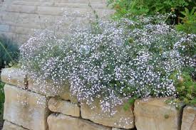 Gypsophila Repens Hybr Rosenschleier Garten Pflanzen Pflanzen Bepflanzung