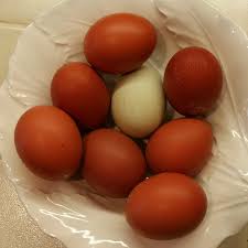 Pure fcbms, and olive eggers. Black Copper Marans Chicks