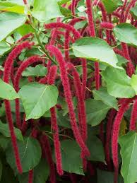 Image result for Acalypha allenii