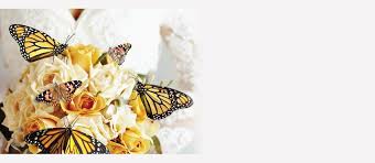 We did not find results for: Swallowtail Farms Inc The Original Butterfly Release Company Best Prices Are Here