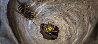 Do fake wasp nests deter carpenter bees? The Fantastic Guide To Wasp Nests Fantastic Services Group
