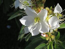 Image result for Dissotis princeps