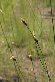 Image result for Xyris parvula