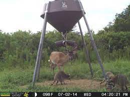 Capacity hopper has a thick wall of hdpe uv protected plastic that will not rot, rust or leak! Boss Buck Gravity Protein Deer Feeder Cabela S