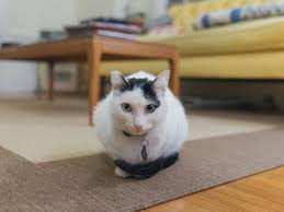Cats are very finicky animals, and if they determine anything as abnormal they will quickly try to solve problems on their own. Reasons Why Cats Poop On Rugs And How To Stop It