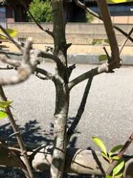 ベニカナメのこの病気を教えてください 庭に植えてるベニカナメの葉っぱが写真の Yahoo 知恵袋