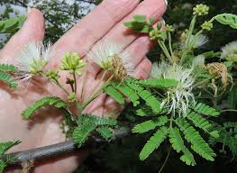 Image result for Albizia forbesii