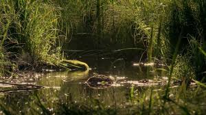 One of the last corners of europe to join christendom, latvians are still very much pagans at heart. Protected Nature Areas Of Latvia Protect Nature Latvia Baltic States