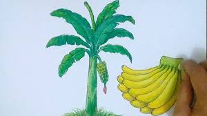 Maybe you would like to learn more about one of these? Pisang Banana Cara Menggambar Dan Mewarnai Pohon Buah Pisang Bananas Drawing And Coloring Youtube