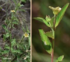 Image result for Sida dregei