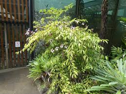Image result for Rothmannia longiflora