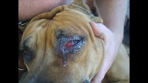 koshka pocarapala glaz sobake chto delat kak lechit