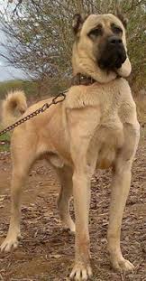 Pin By Cassidy Degregorio On Suministros Para Perros Kangal Dog Dogs Dog Breeds