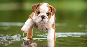 English bulldogs puppies, french bulldog puppies, greenwood, missouri, kansas city. English Bulldog Temperament Is The Bully Really A Bully