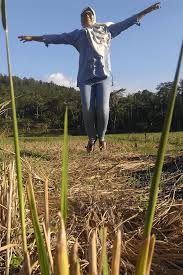 Suasanya Sekitarnya Hijau Banyak Sawah In 2020