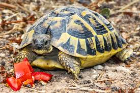 Daher entsteht schnell die meinung. Schildkroten Haltung Wasser Und Landschildkroten Richtig Halten