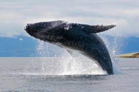 Wales has such a unique variety of animals. Top 10 Facts About Whales Wwf
