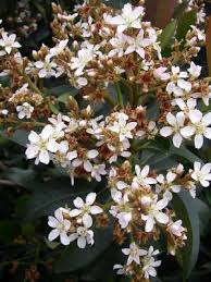 Image result for Eriobotrya