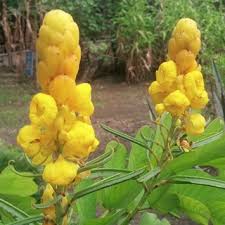 Image result for Indigofera subulifera