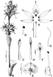 Image result for Heteranthera callifolia