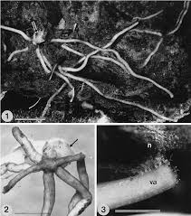 Image result for Exochaenium oliganthum