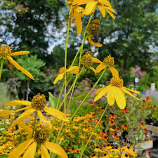 Image result for Rudbeckia laciniata