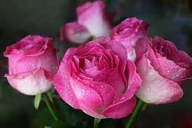 Each coloured tulip means something a little different when given to someone close to you. Pink Roses Their History Meaning By Color Shade Flower Glossary