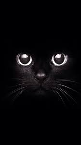Black Cat Kucing Hitam Binatang Seni Kucing