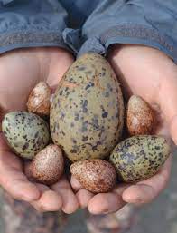 Check spelling or type a new query. Spring Traditions Yukon Wild Bird Egg Harvest Edible Alaska