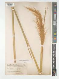 Image result for Sorghastrum fuscescens