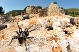 Image result for Amblygonocarpus