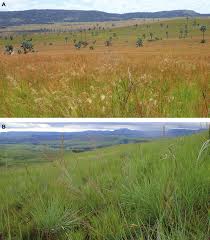 Image result for Loudetia simplex