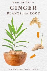 You just need to examine it and search for any signs of mold and bad rotting. Easy Way To Grow Ginger Root Indoors Empress Of Dirt