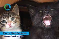 Dost Dernegi Hayvanlari Koru Adli Kullanicinin Dost Dernegi Panosundaki Pin Kedi Hayvan Yavru Kediler