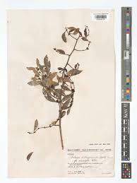 Image result for Salacia madagascariensis